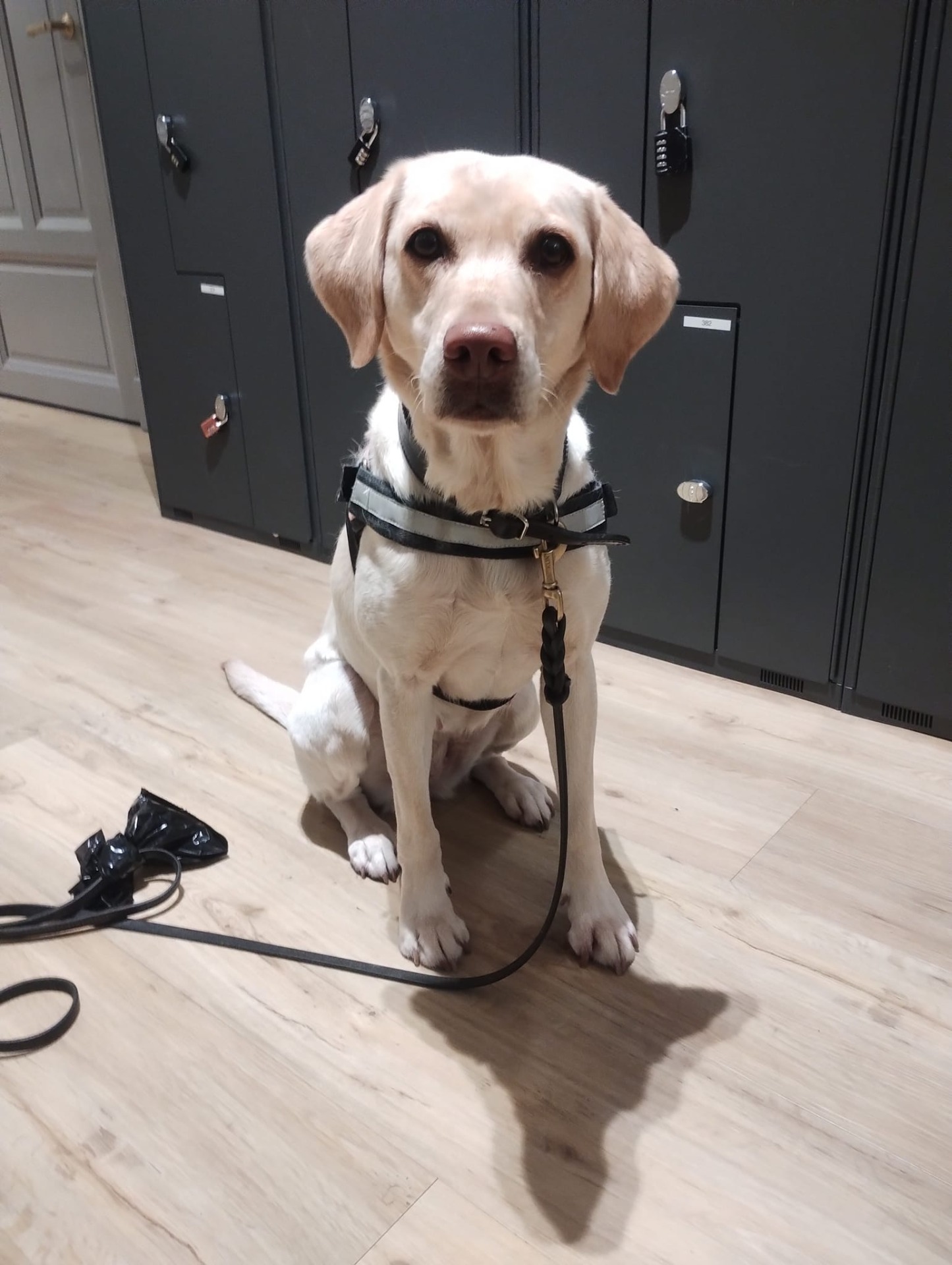 Woti Specialsökshundar